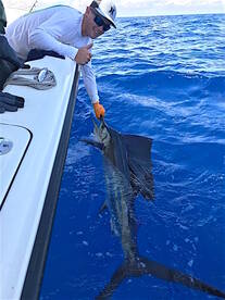 Steven releases his first sailfish taken