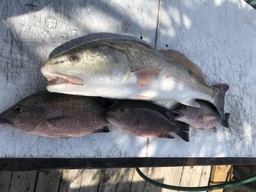 Orange Beach Report Photo 1