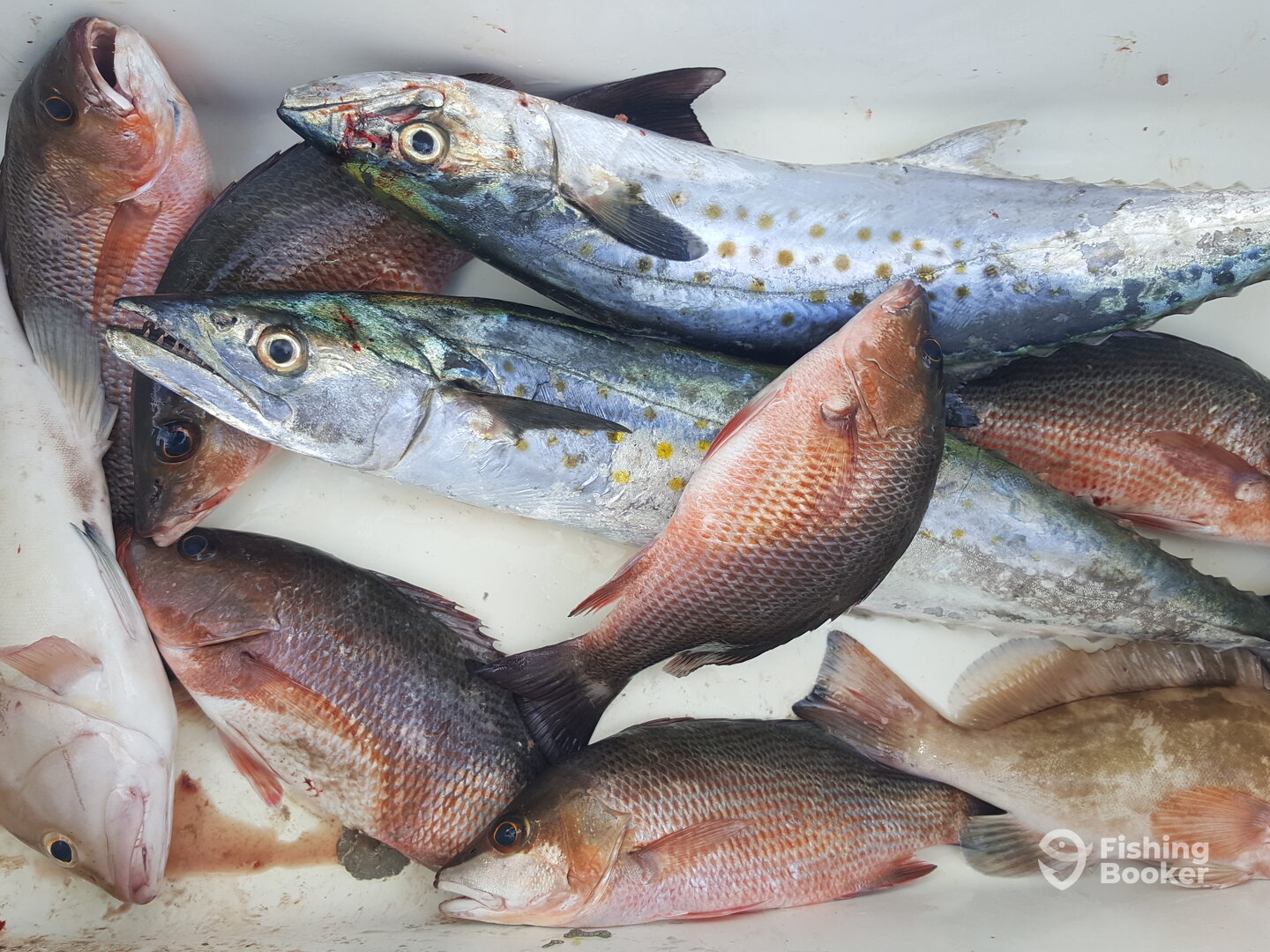 Marco Island Report Photo 0