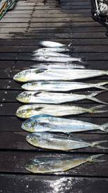 Oranjestad Report Photo 1