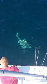 Amberjacks mingos makerals