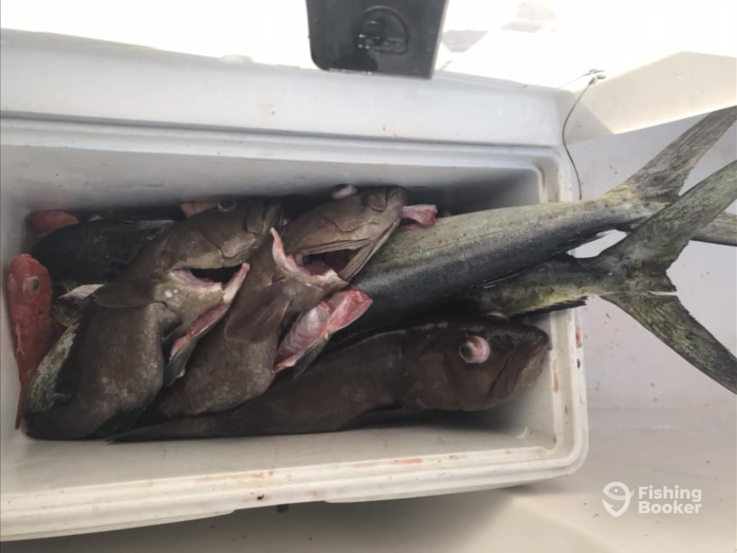 Herradura Report Photo 0