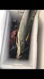 Herradura Report Photo 2