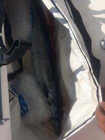 nice wahoo first of the season 28lb