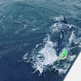 Mastic Report Photo 1