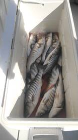 Rocktober is in full swing