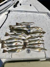 Ocean Springs Report Photo 2