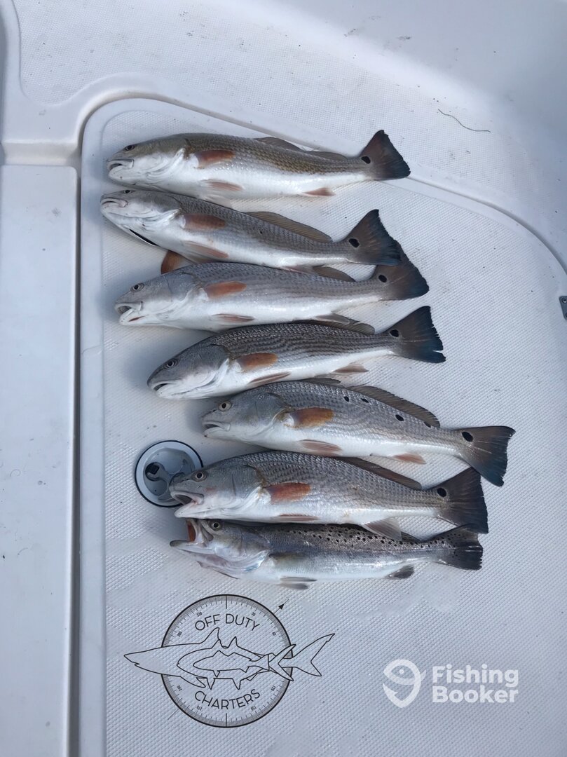 Bluffton Report Photo 0