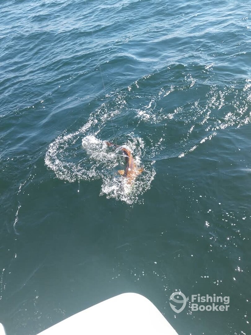 Pensacola Beach Report Photo 0