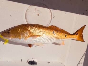 Pensacola Beach Report Photo 1