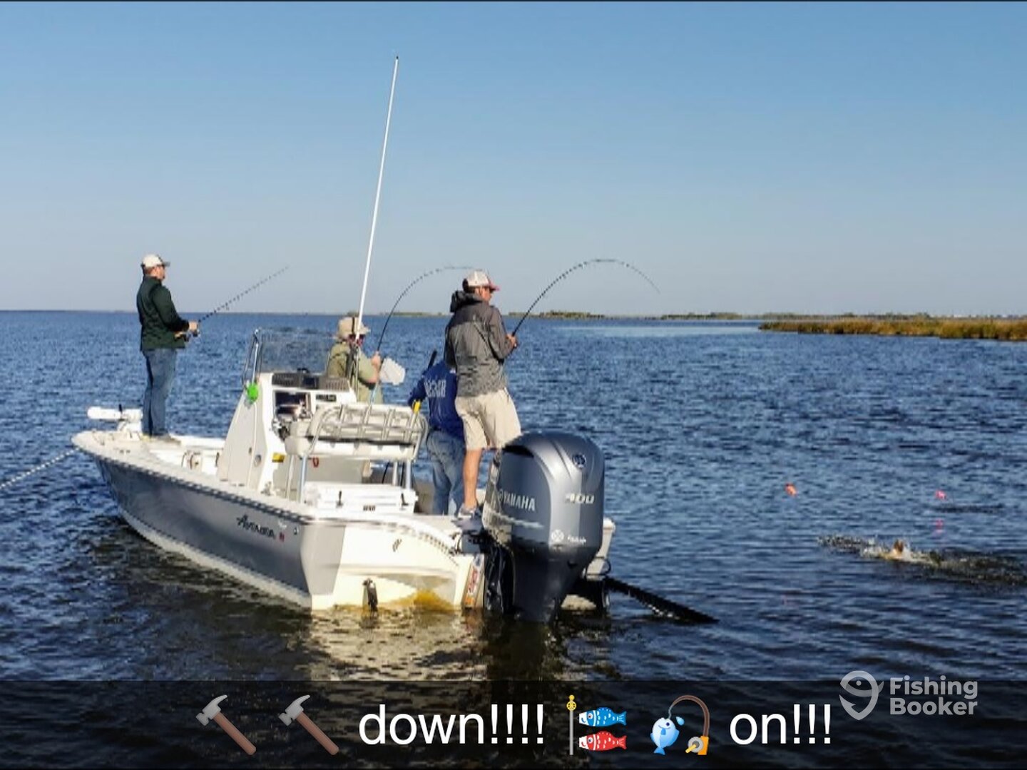 St. Bernard Report Photo 0