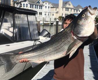 Striped Bass Starting to show up