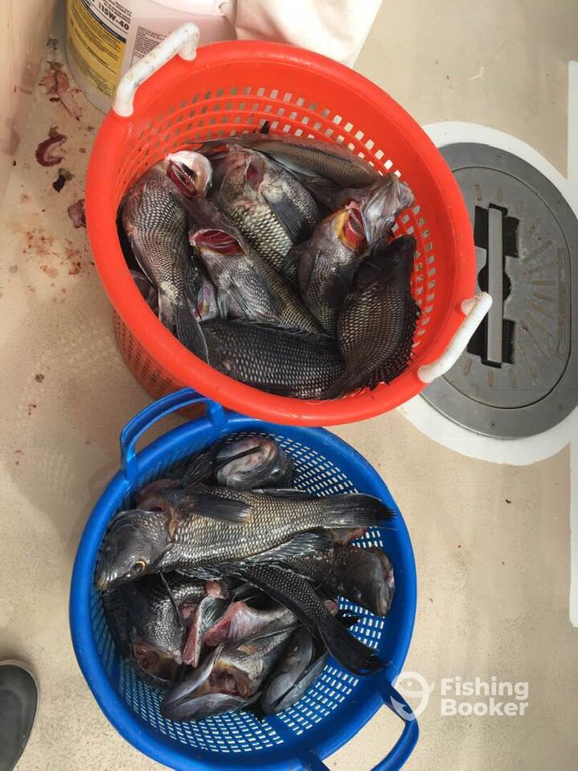 Montauk Report Photo 0