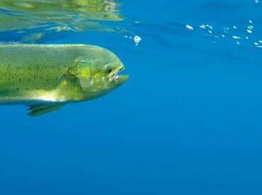 Le Morne Report Photo 1