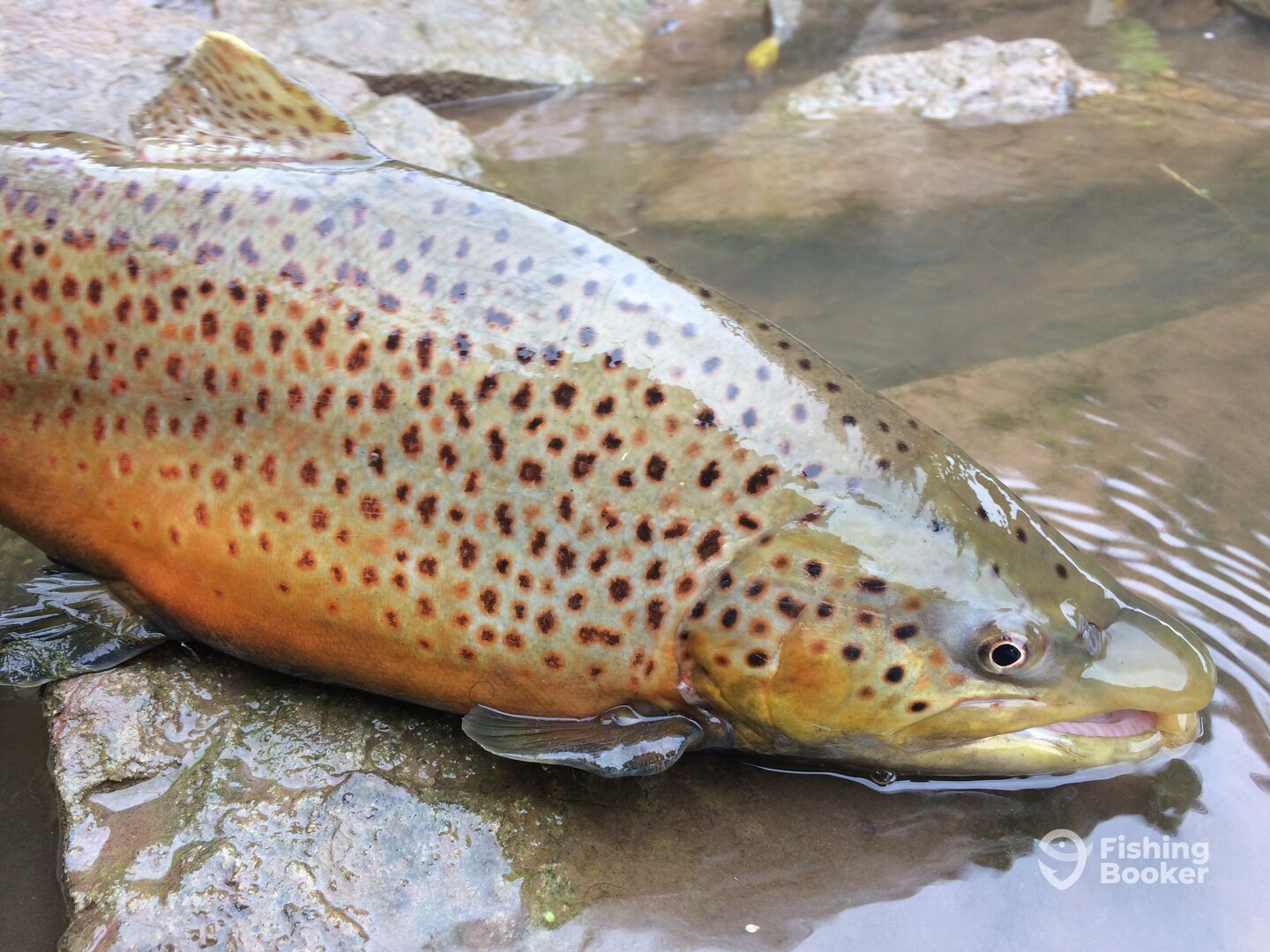 Hilton Report Photo 0