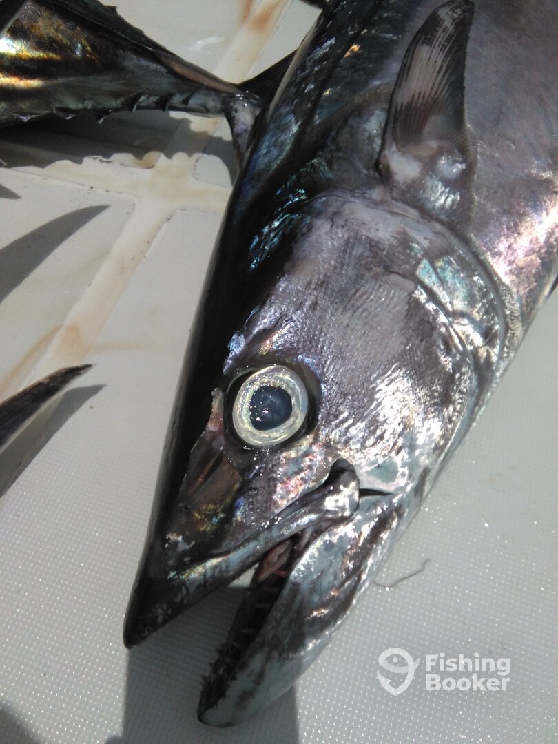 Le Morne Report Photo 0