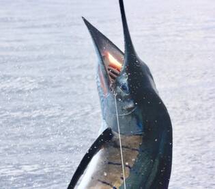 Quepos Report Photo 1