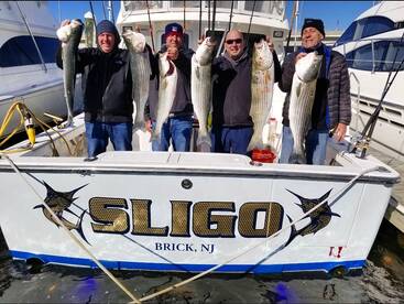 Striped bass are biting good!  