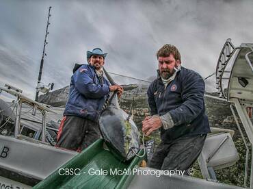 The tuna is back in Cape town. 