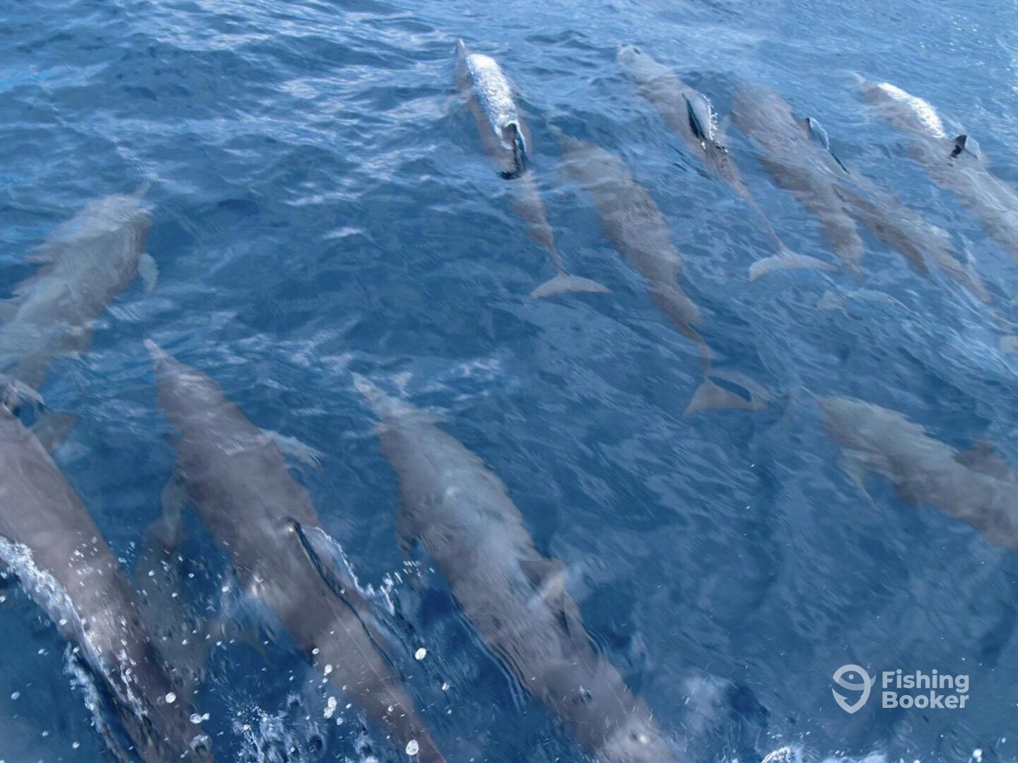 Herradura Report Photo 0