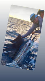Mahi sailfish kingfish in december