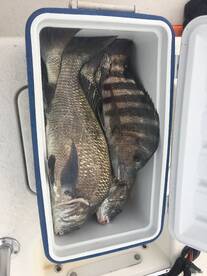 Sarasota Report Photo 1