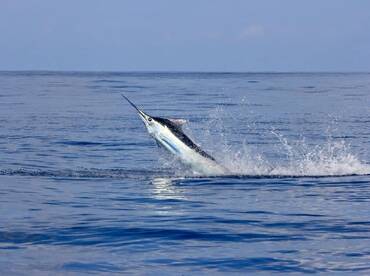 Quepos Report Photo 1