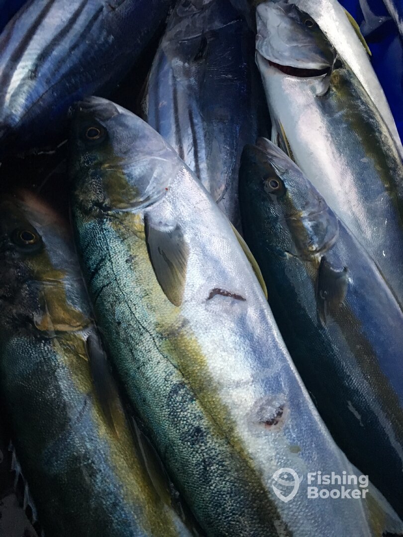 Dana Point Report Photo 0