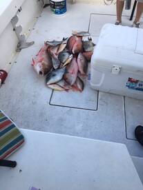 1/8/19 Update-Starting off the new year 