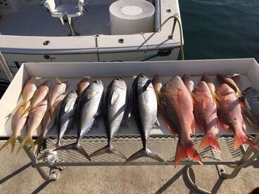 Yellowtail, Tuna and Mutton