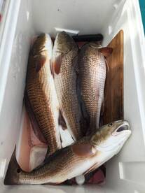 Jacksonville Report Photo 2