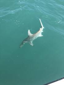 Marathon Report Photo 2