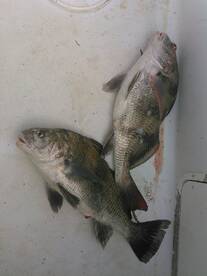 Fishing in January on the Biloxi Back Ba