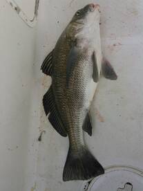 Biloxi Back Bay fishing