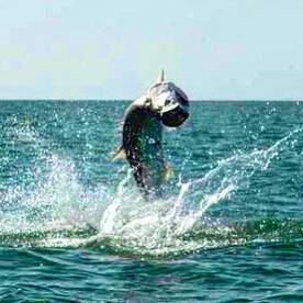 THERE'S NOTHING LIKE TARPON FISHING 