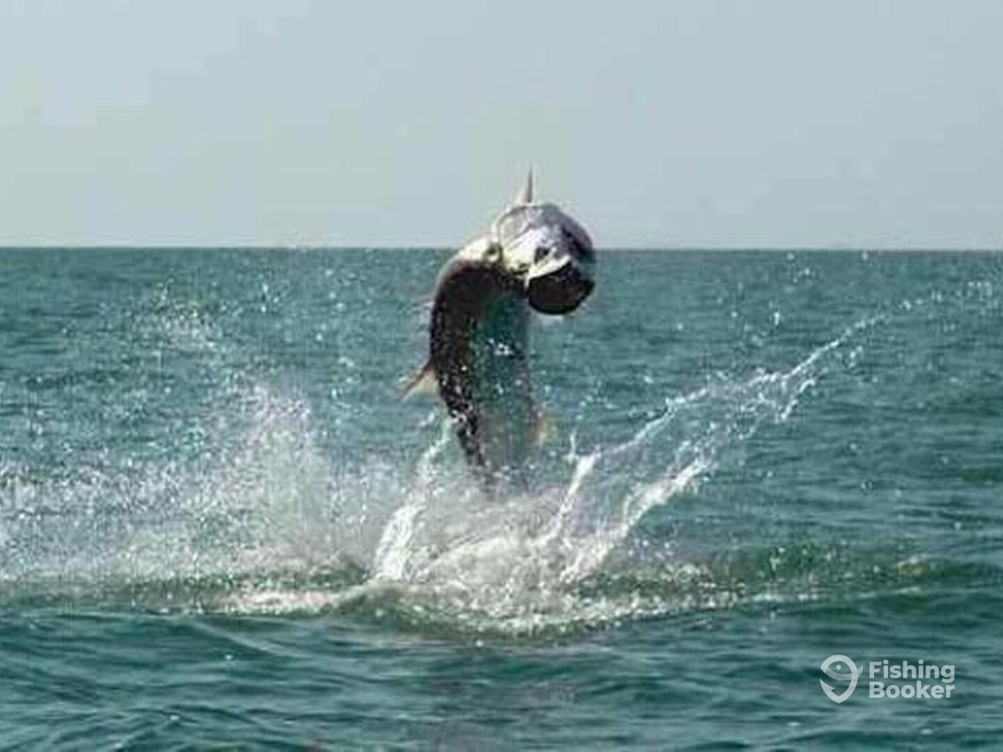 Big Pine Key Report Photo 0