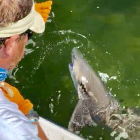 A whole lot of bites.