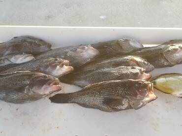 January and February fishing in Jax FL