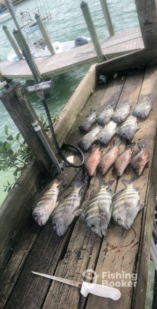 Sarasota Report Photo 0