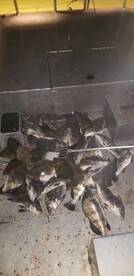  Feb and March Spring Flounder Limits