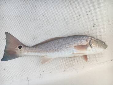 Fort Pierce Report Photo 1