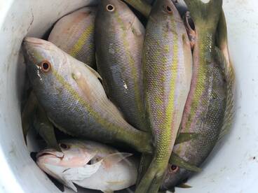 The Spring Transition is Here!!!