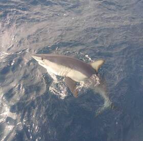 Fort Lauderdale Report Photo 1