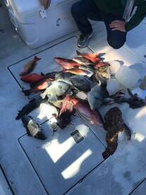 catch them in march on the miss joan