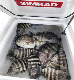 Mount Pleasant Report Photo 2