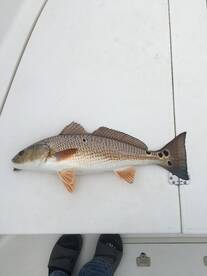 Fairhope Report Photo 2