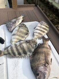 Destin Report Photo 1