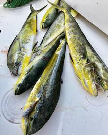 Puerto Aventuras Report Photo 1