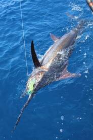 Foto Report Quepos 2