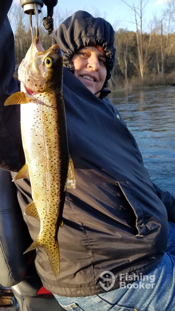 Taneycomo Lake Rainbow Trout 